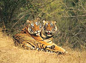 Taj Mahal Tour with Ranthambore